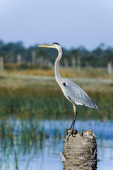 Wall Mural - great blue heron, ardea herodias