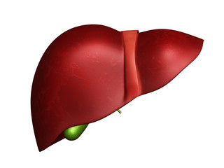 Wall Mural - human liver