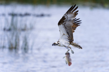 Wall Mural - osprey, pandion haliaetus