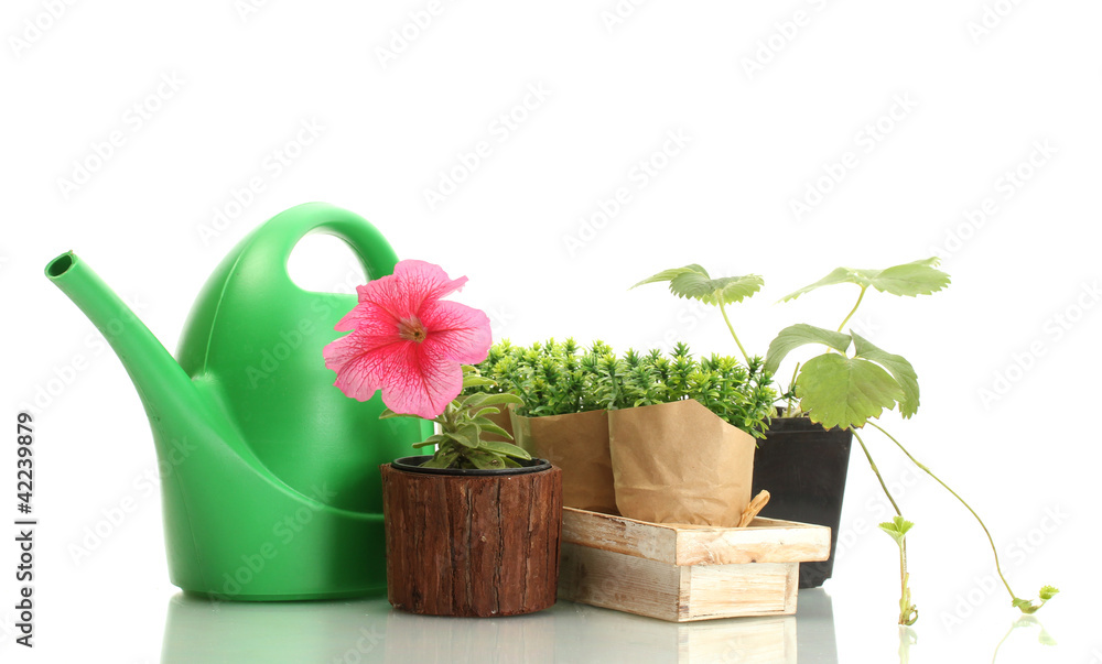 watering can, flower and plants in flowerpots isolated on white