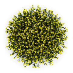 Wall Mural - top view of broom flowers isolated on white background