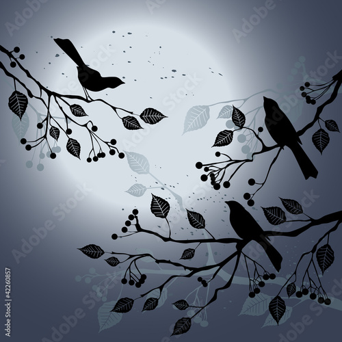 Obraz w ramie Birds on the branch during summer's night