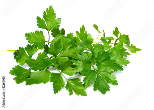 Fotografía PETROSEINUM CRISPUM. PEREJIL, PLANTAS AROMÁTICAS