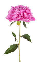 Fotomurales - Large pink peony on a thin stalk