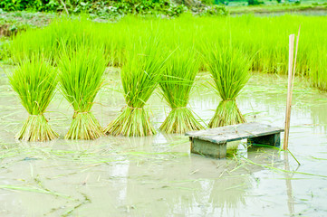 Wall Mural - paddy rice in field