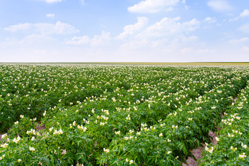 Wall Mural - flowers of potato plant