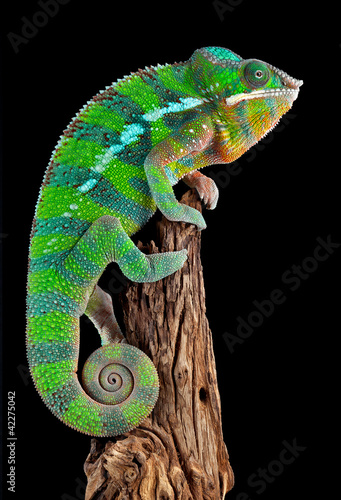 Naklejka na kafelki Chameleon on drift wood