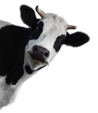 Fototapeta Zwierzęta - Cow