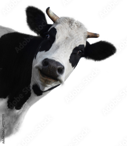  Obrazy młodzieżowe   krowa