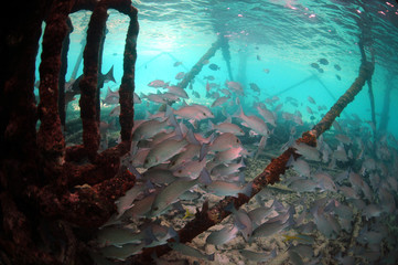Wall Mural - Underwater Mangrove snapper fish