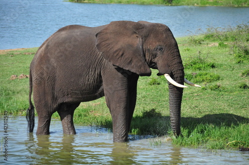 Tapeta ścienna Królowa Elżbiety park narodowy, uganda