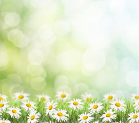 Canvas Print - Daisies on spring background.