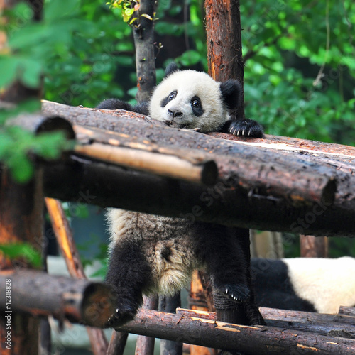 Board z aluminiowym obramowaniem Zabawny młody miś panda