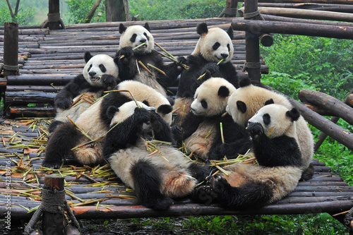 Board z aluminiowym obramowaniem Gigantyczne niedźwiedzie panda zbierają się na bambusowy posiłek