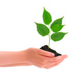 Hands holding young plant  Vector