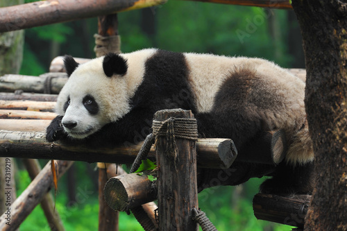 Board z aluminiowym obramowaniem Wielki niedźwiedź panda po odpoczynku