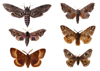 Moths