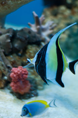 Poster - reef fish