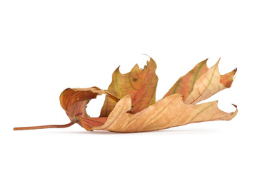 Dried autumn leaves isolated on white background