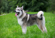 Young Alaskan Malamute on a walk in a park