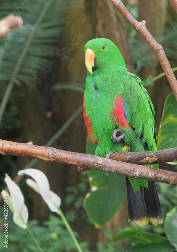 Board z aluminiowym obramowaniem Papuga zwyczajna (Eclectus roratus)