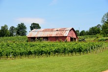 Vineyards Of North Georgia Usa