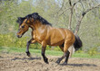 beautiful roan stallion playing in the paddock