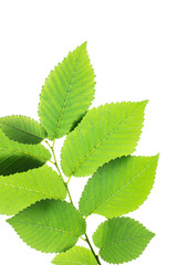 Wall Mural - Green elm leaves isolated on white