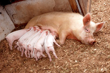 Little Piglets With Sow