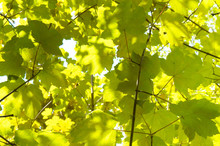 Sycamore Maple Leaves