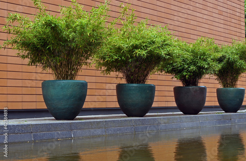 Bambus im Kübel kaufen Sie dieses Foto und finden Sie ähnliche Bilder