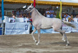 spettacolo di cavalli arabi a Salerno