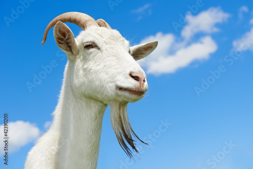 Fotografía goat with horn at green pasture