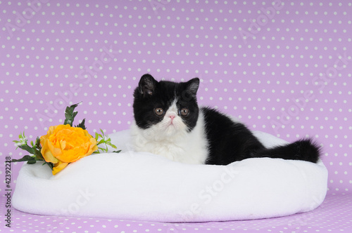 Cucciolo Di Exotic Shorthair Black White Buy This Stock Photo