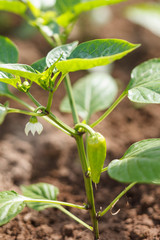 Wall Mural - Green peppers growing in the garden