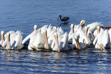Wall Mural - american white pelican, pelecanus erythrorhynchos