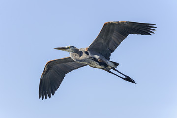 Wall Mural - great blue heron, ardea herodias