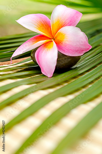 Nowoczesny obraz na płótnie Beautiful frangipani