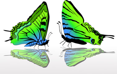 Sticker - two green and blue butterflies