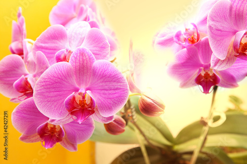 Obraz na płótnie canvas Orchidea