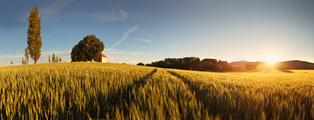 Poster - Sunset over wheat field with path and chapel in Slovakia