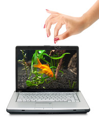 Wall Mural - Goldfish in a laptop