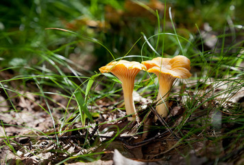 Yellow Chanterelle in the grass