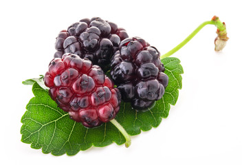 Wall Mural - Mulberries with a leaves, on a white background