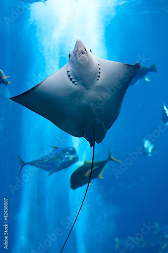 Obraz na płótnie canvas dwuczęściowy "dyptyk" Manta ray pływające pod wodą