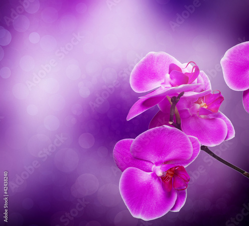 Obraz na płótnie canvas trzyczęściowy "tryptyk" Kwiat orchidei z naturalnego tła