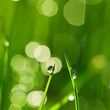 canvas print picture Morning grass