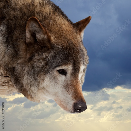 Plakat na papierze fotorealistycznym Głowa wilka na pochmurne niebo