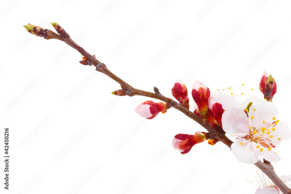 beautiful apricot blossom isolated on white.