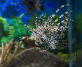 Fototapeta Do akwarium - Fish-zebra (Pterois Volitans)